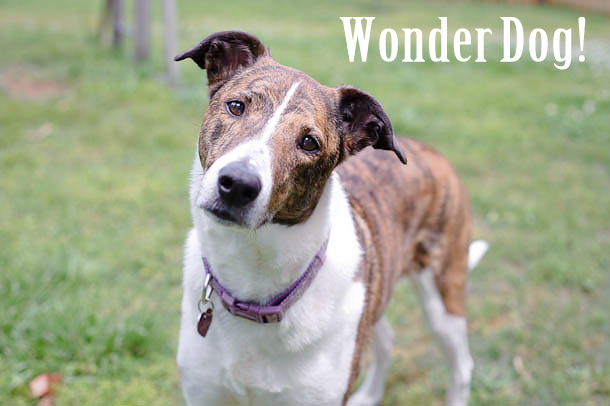 WonderDog