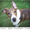 Lacy's 1st day