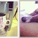 coffee and a sleepy dog