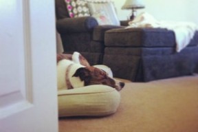 WonderDogSleep