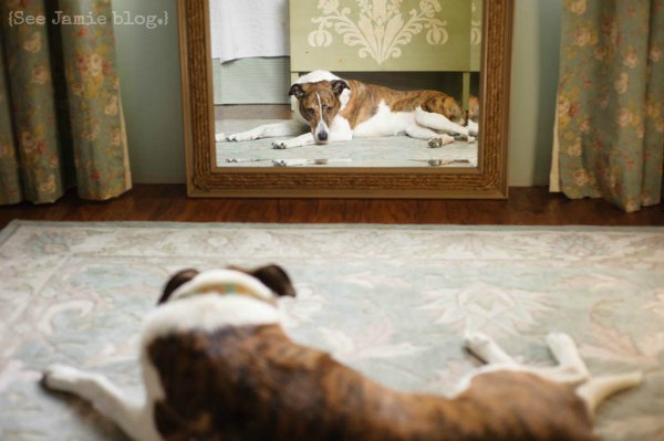 dog in the mirror