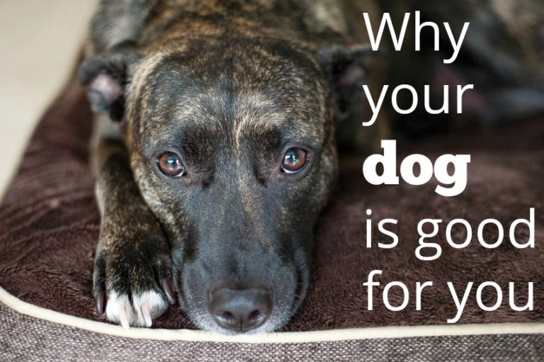 why your dog is good for you