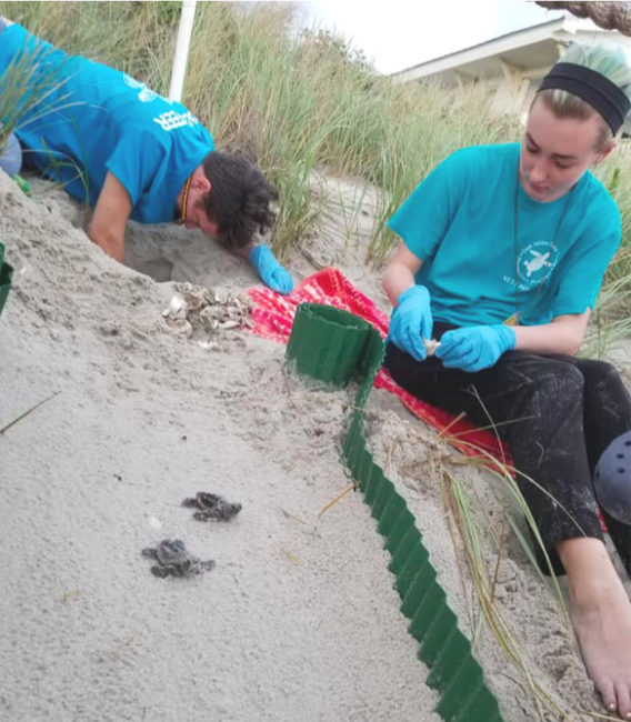 sea turtle nest excavation 